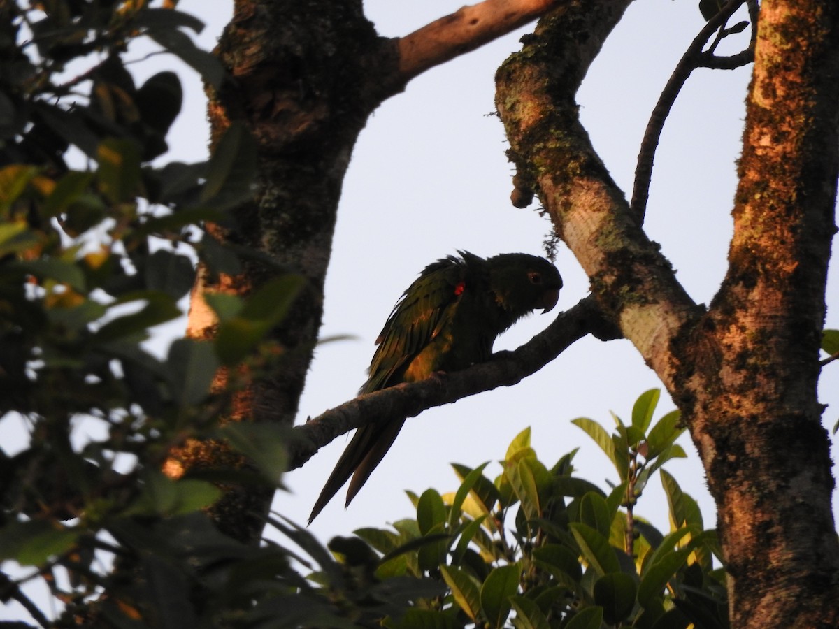 White-eyed Parakeet - Roberto Rebeque Junior