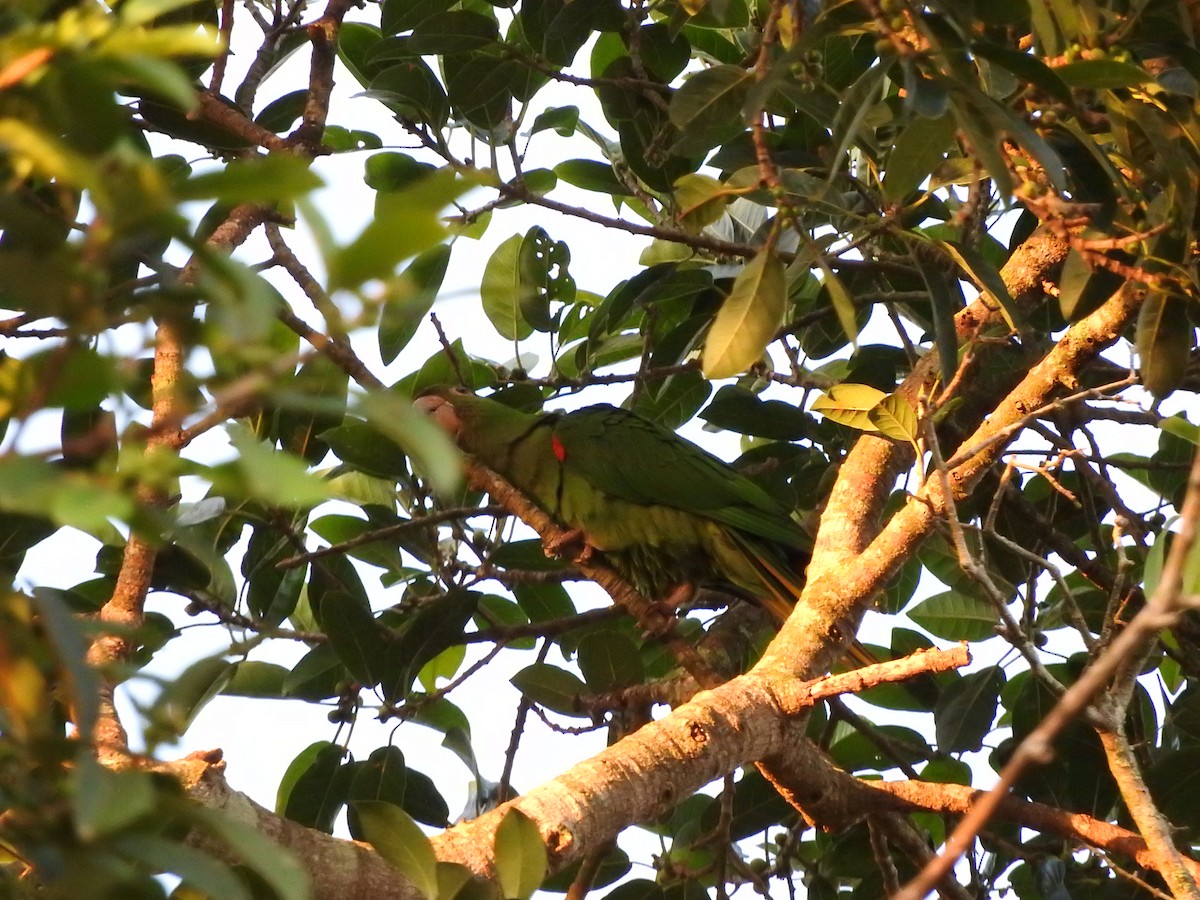 White-eyed Parakeet - Roberto Rebeque Junior