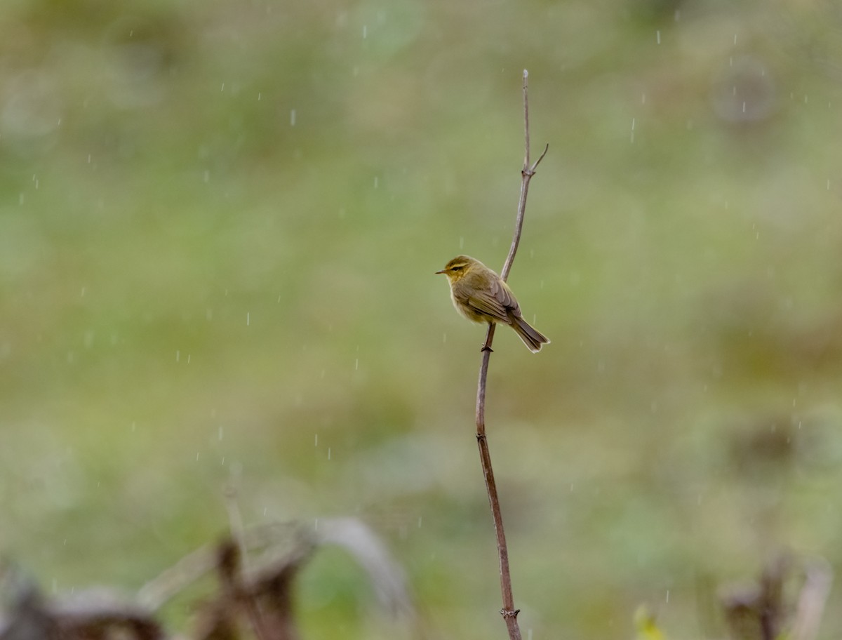 Buff-throated Warbler - Arun Raghuraman