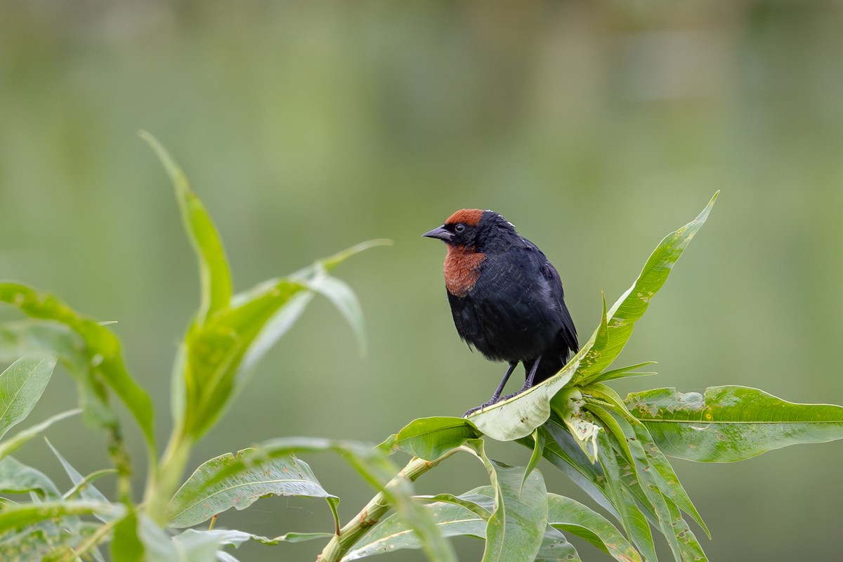 Chestnut-capped Blackbird - Gustavo Dallaqua