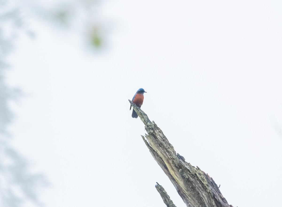 Chestnut-bellied Rock-Thrush - Arun Raghuraman