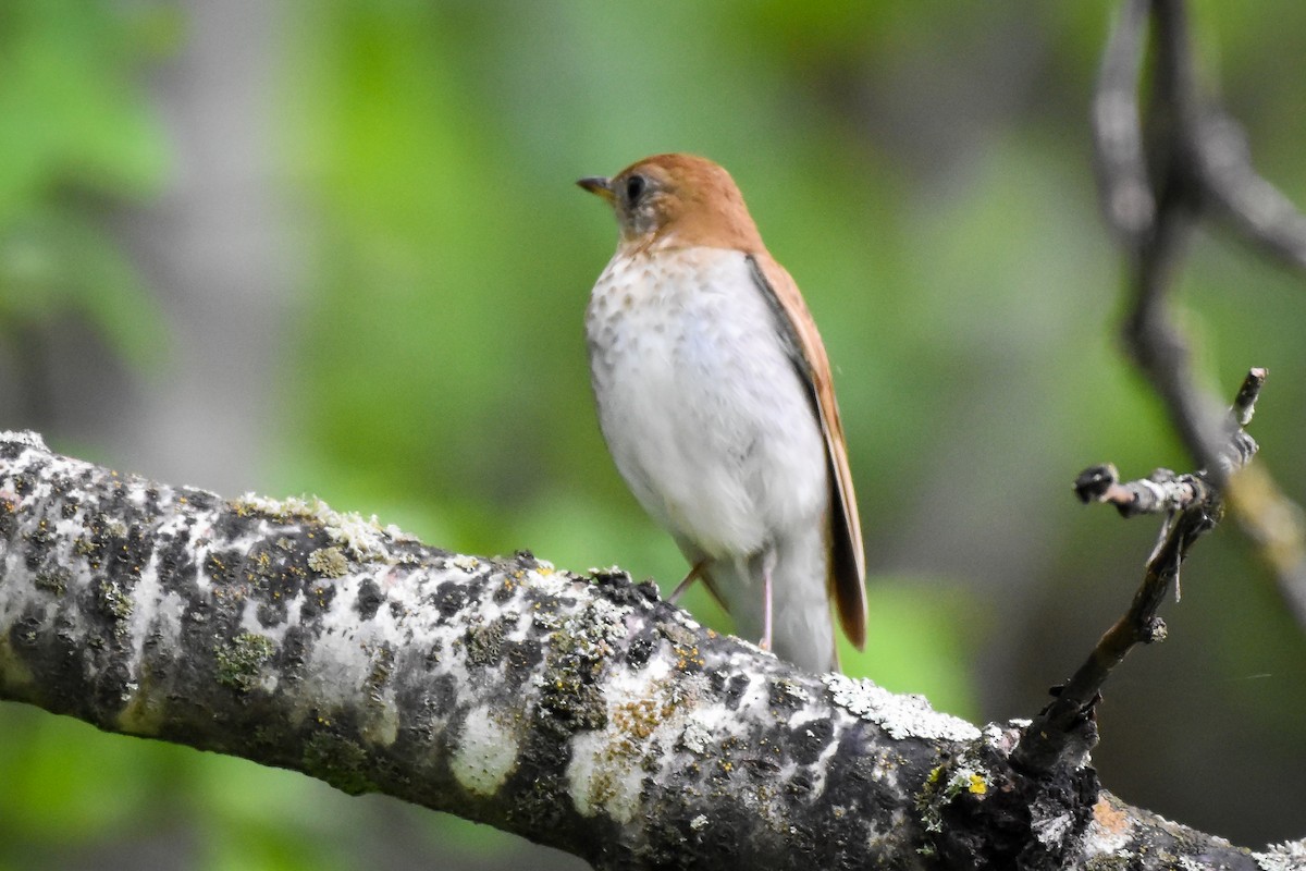 Veery - Garry Waldram