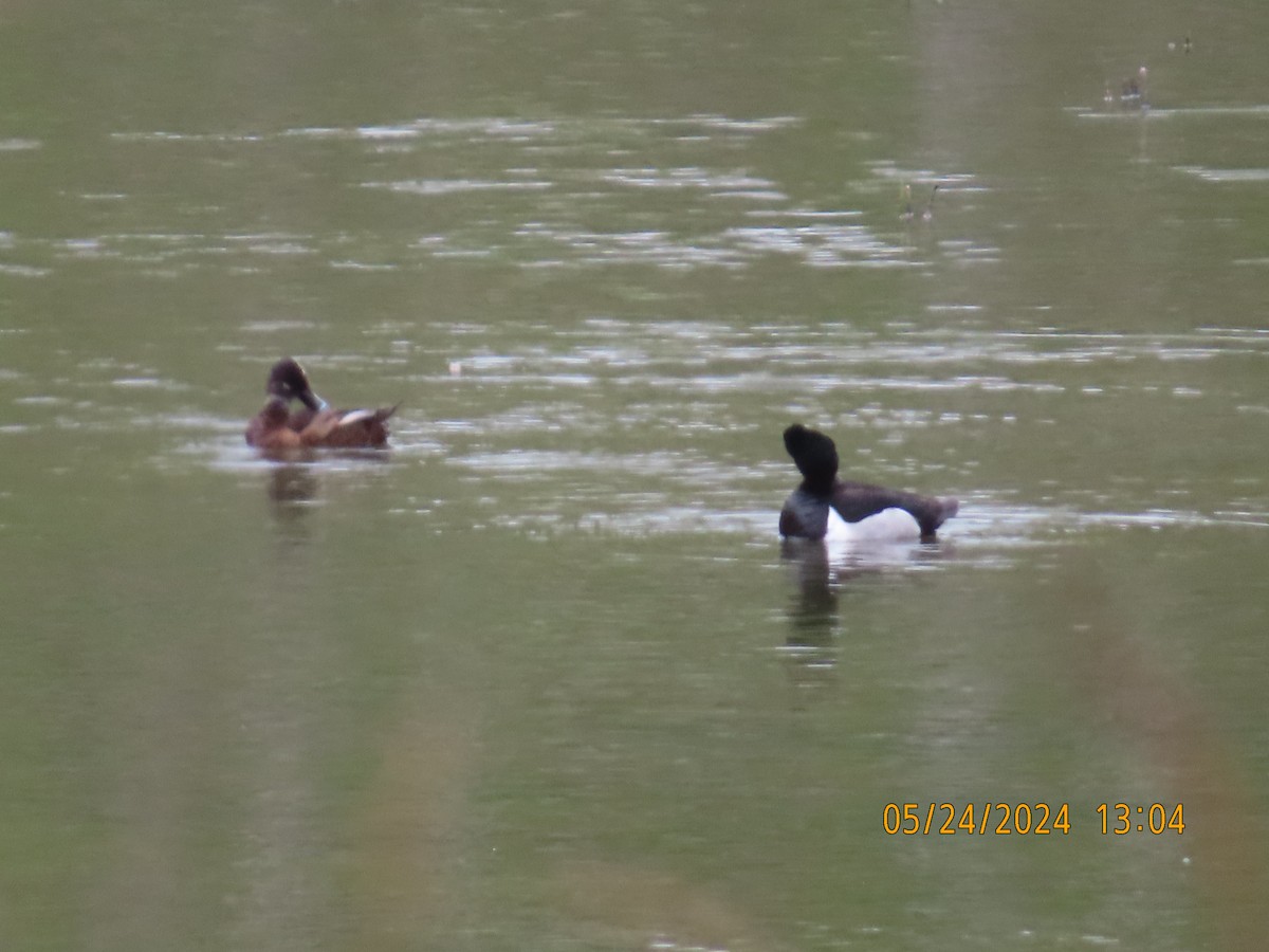 Ring-necked Duck - ML619615322