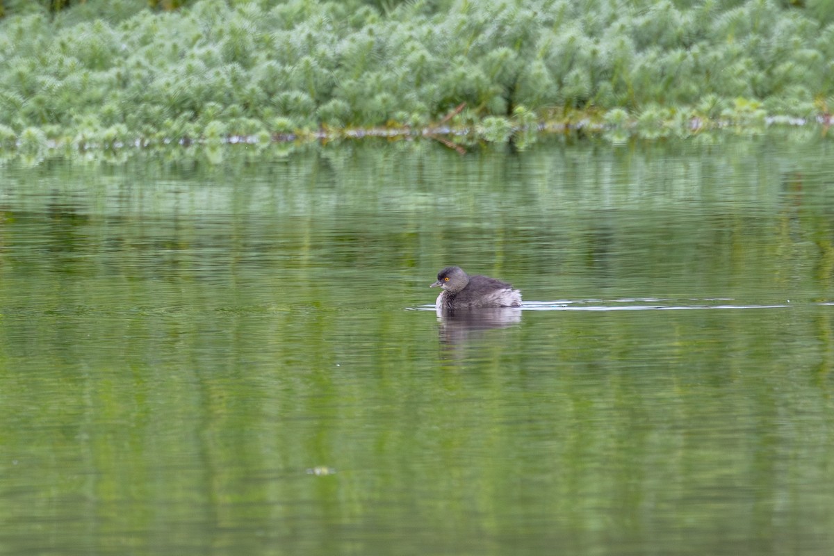 Least Grebe - Gustavo Dallaqua