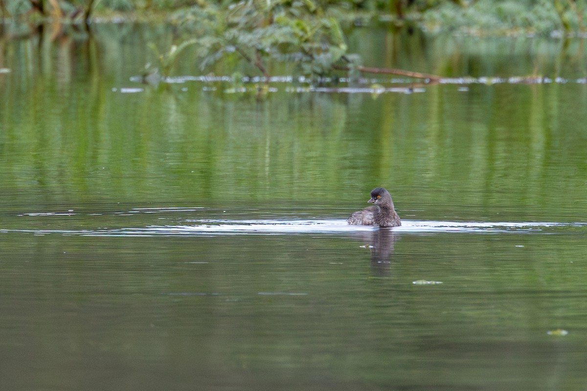 Least Grebe - Gustavo Dallaqua