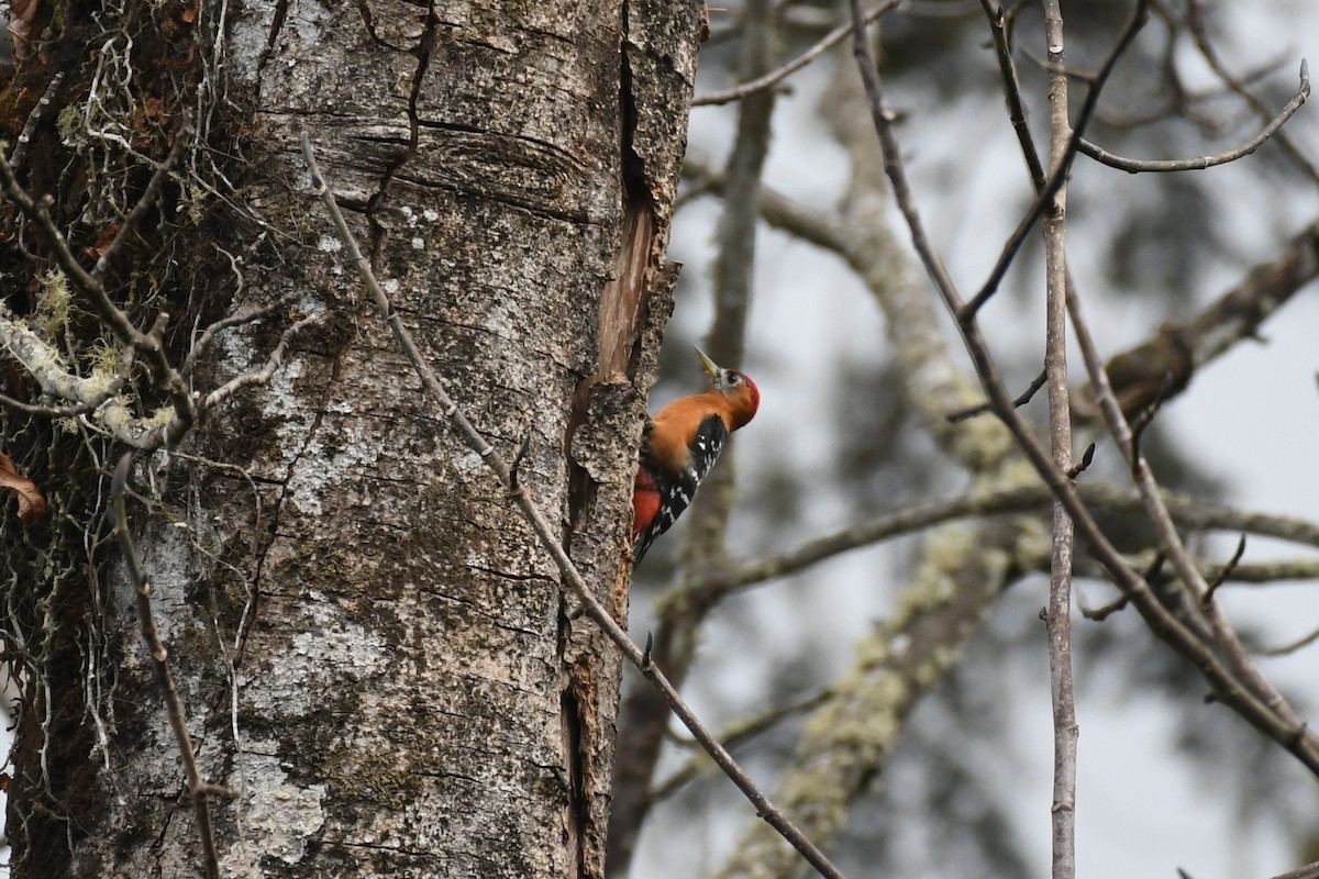 Rufous-bellied Woodpecker - Tristan Jobin