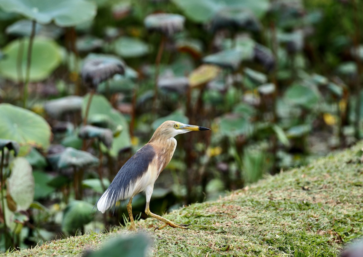 Javan Pond-Heron - ML619615329