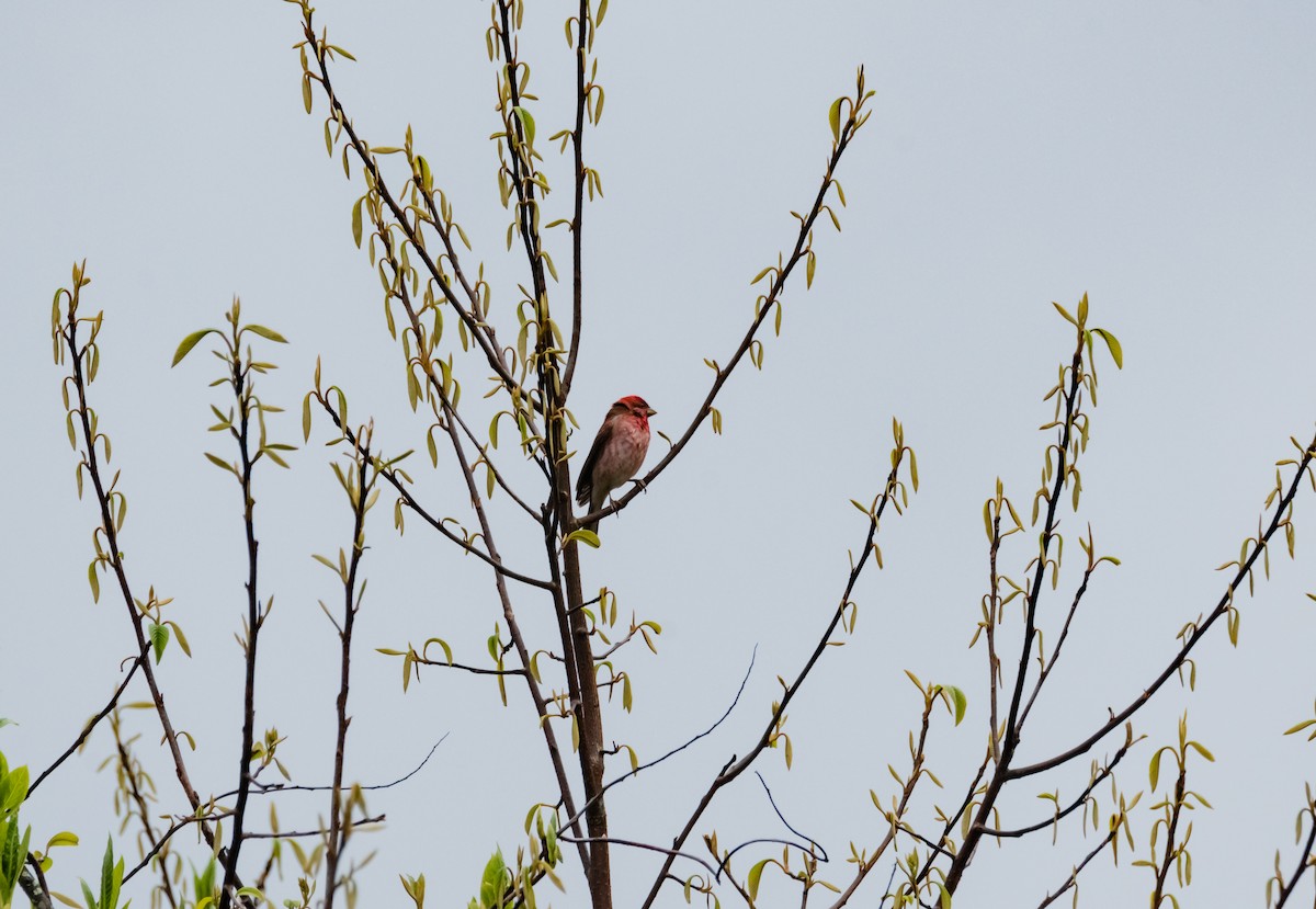 Common Rosefinch - Arun Raghuraman