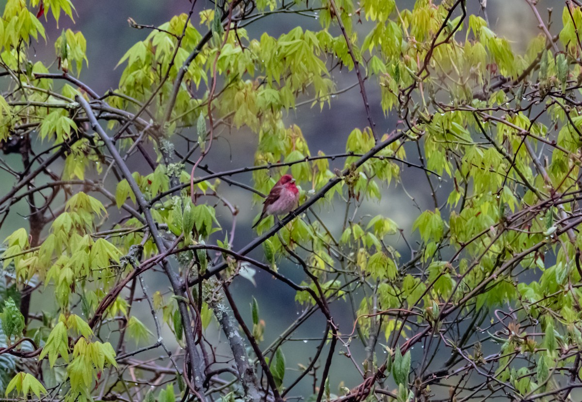 Common Rosefinch - Arun Raghuraman