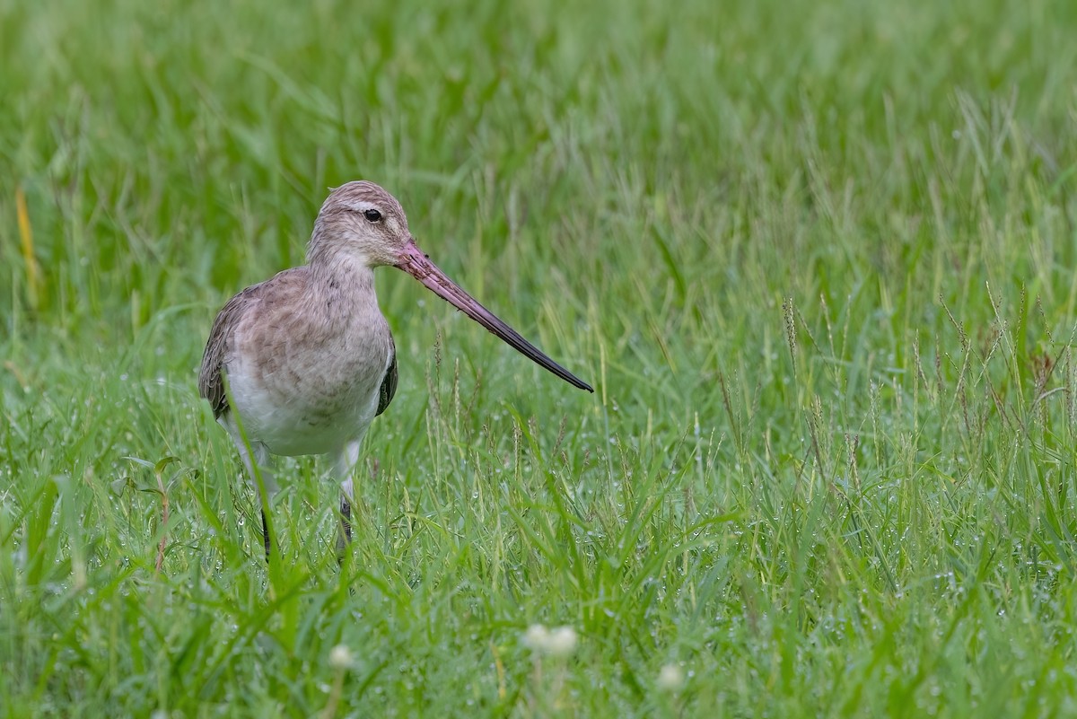 Bar-tailed Godwit - Jaap Velden