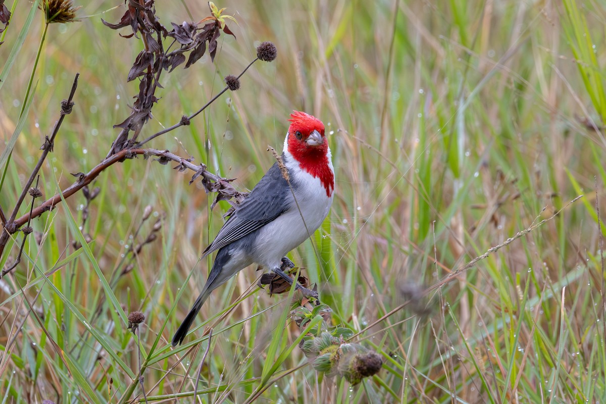 Red-crested Cardinal - Gustavo Dallaqua