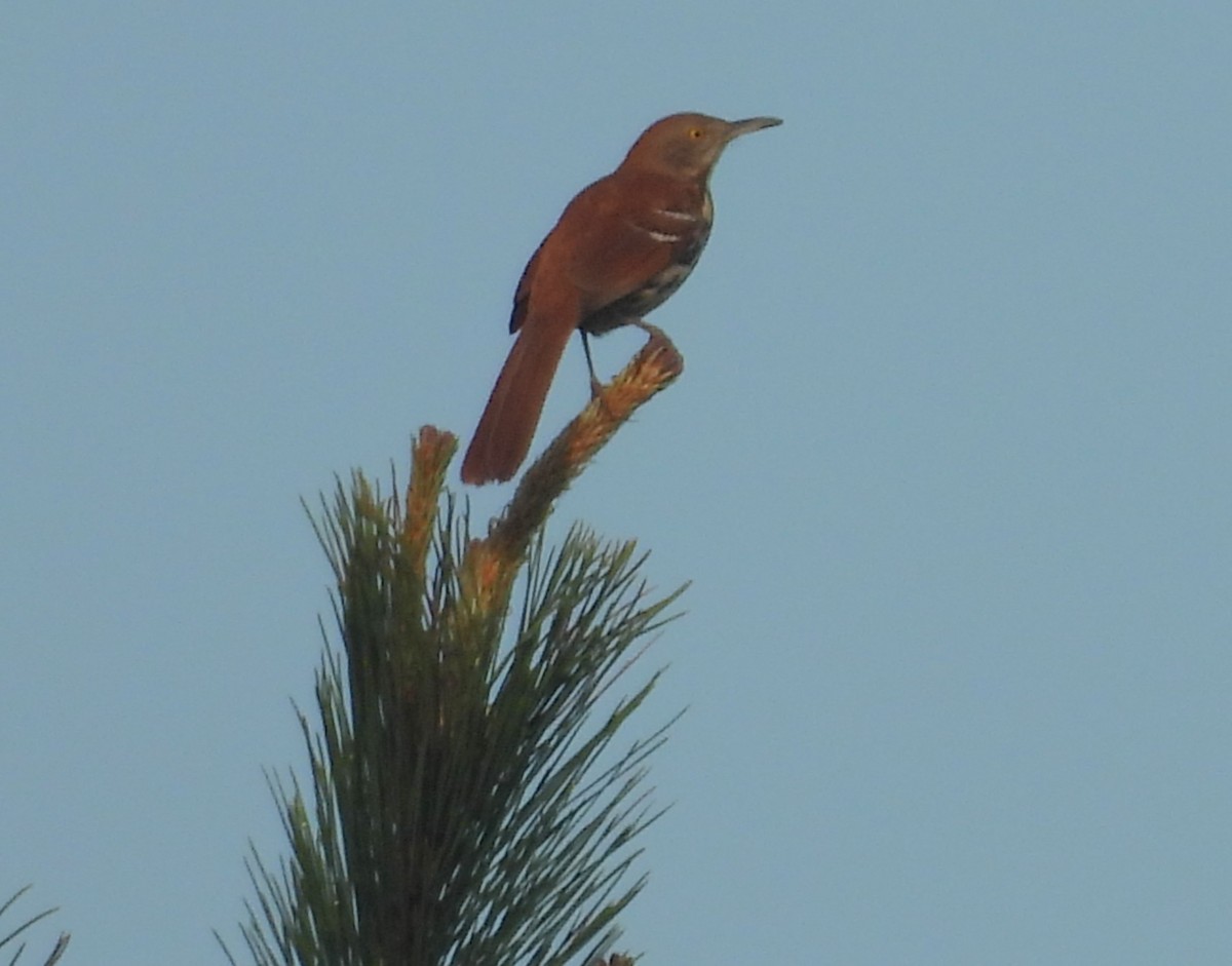 Brown Thrasher - meade cadot