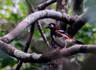 Chestnut-backed Thrush - ML619615340