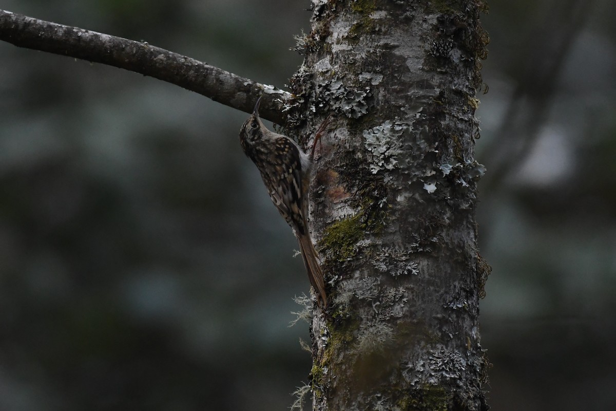 Sikkim Treecreeper - Tristan Jobin