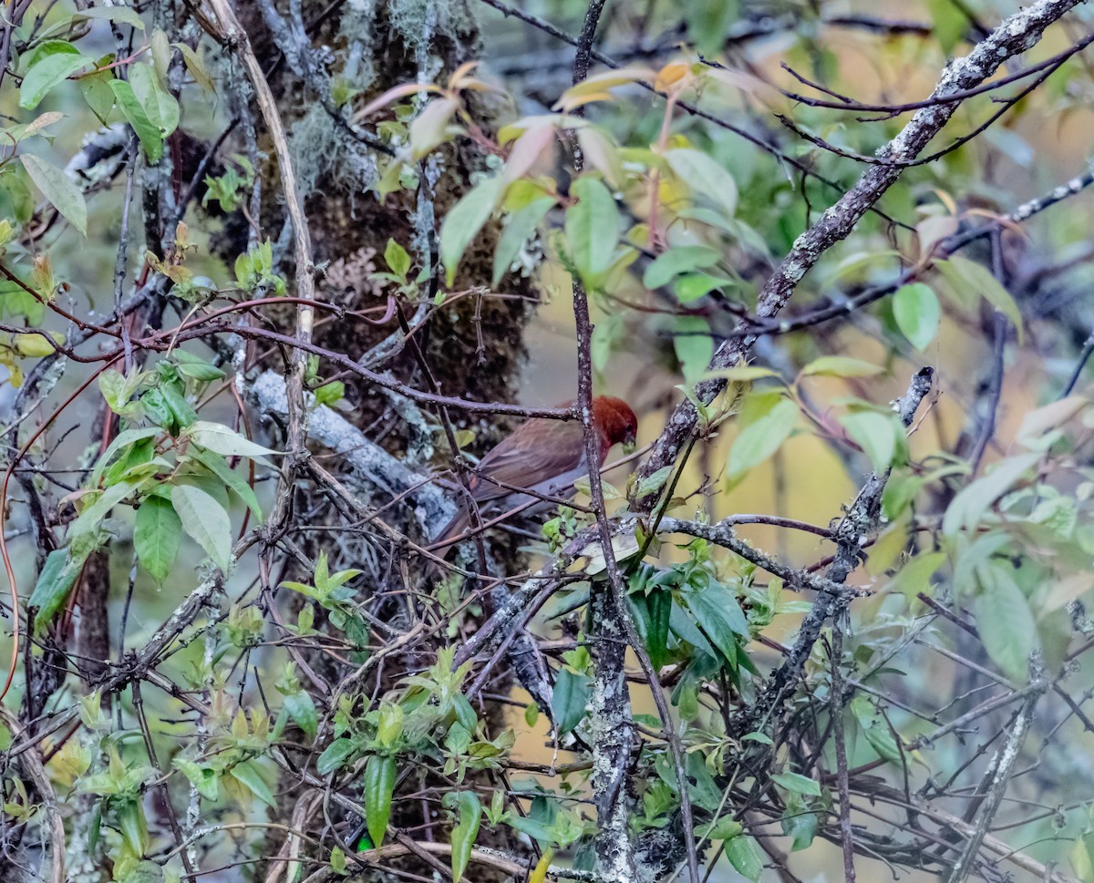 Crimson-browed Finch - Arun Raghuraman