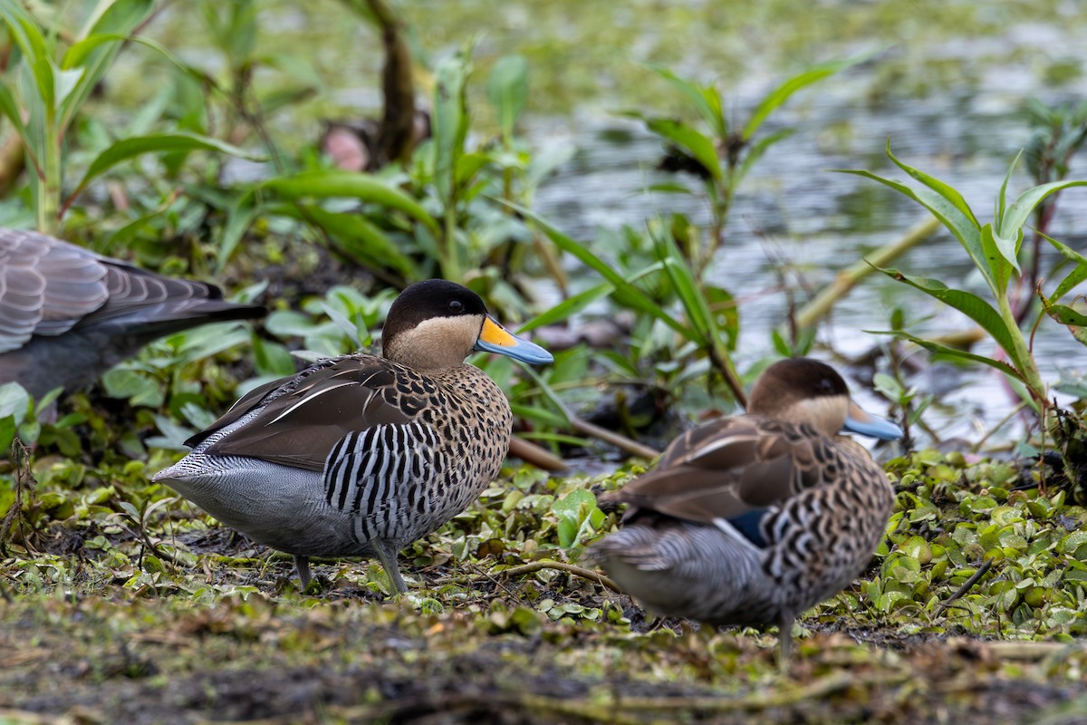 Silver Teal - Gustavo Dallaqua