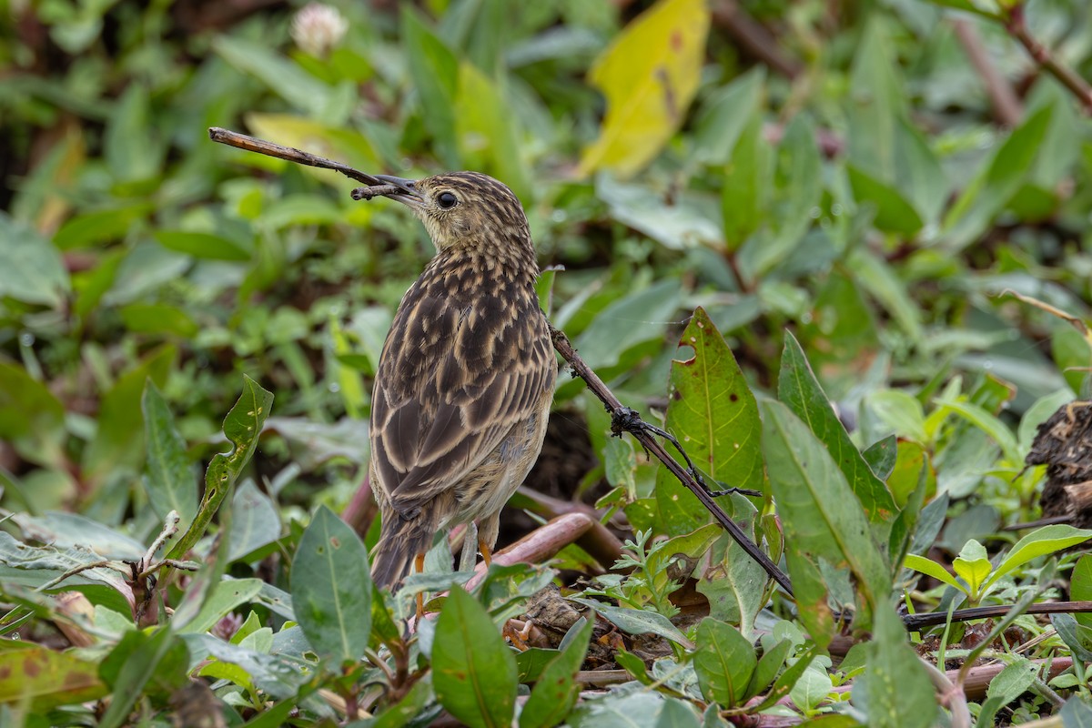 Yellowish Pipit - ML619615354