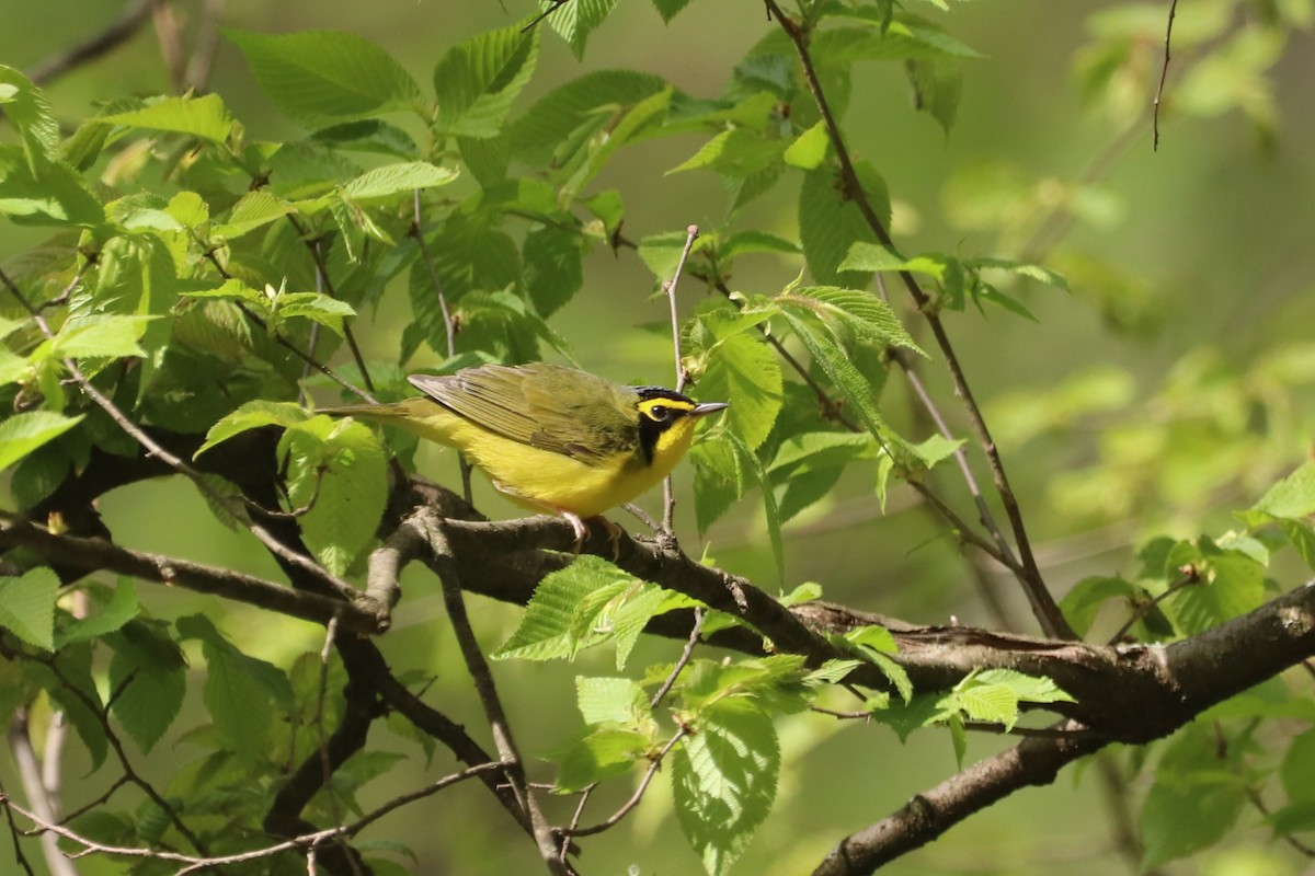 Kentucky Warbler - Ethan Brown