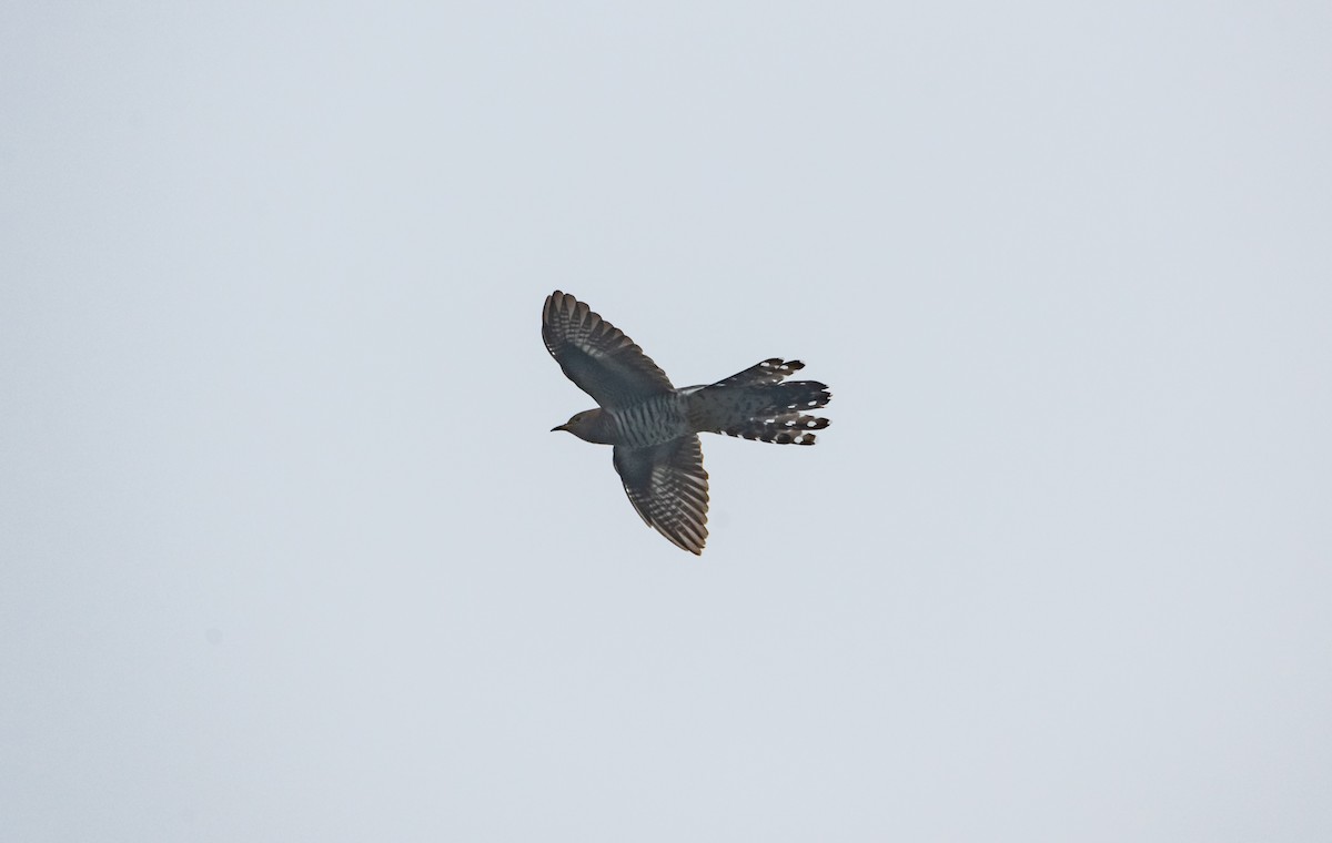 Lesser Cuckoo - Arun Raghuraman