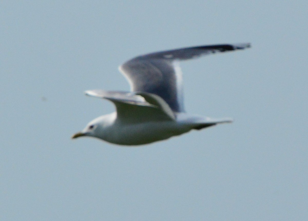 Common Gull - ML619615370