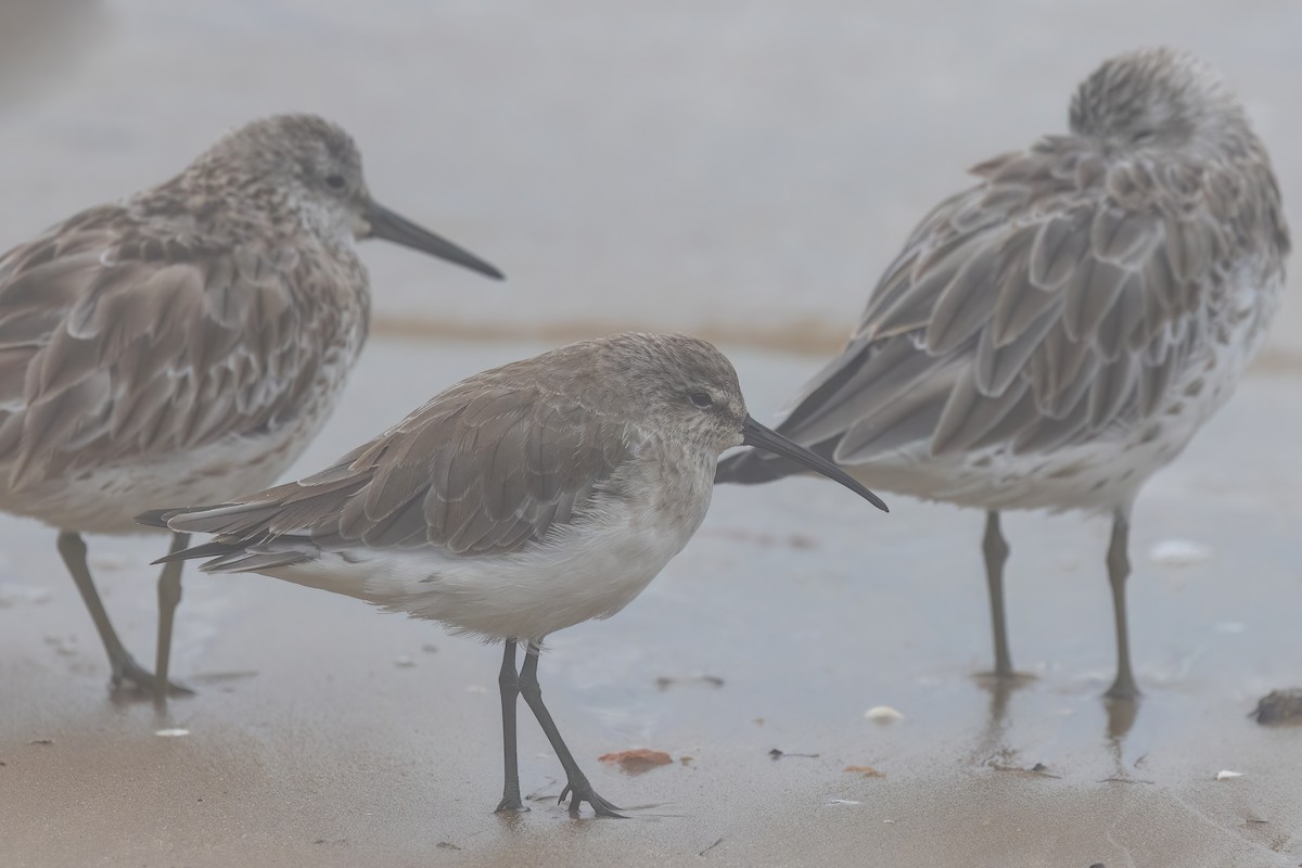 Curlew Sandpiper - Jaap Velden