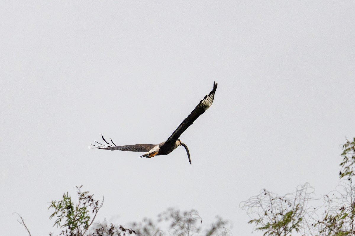 Crested Caracara - Gustavo Dallaqua