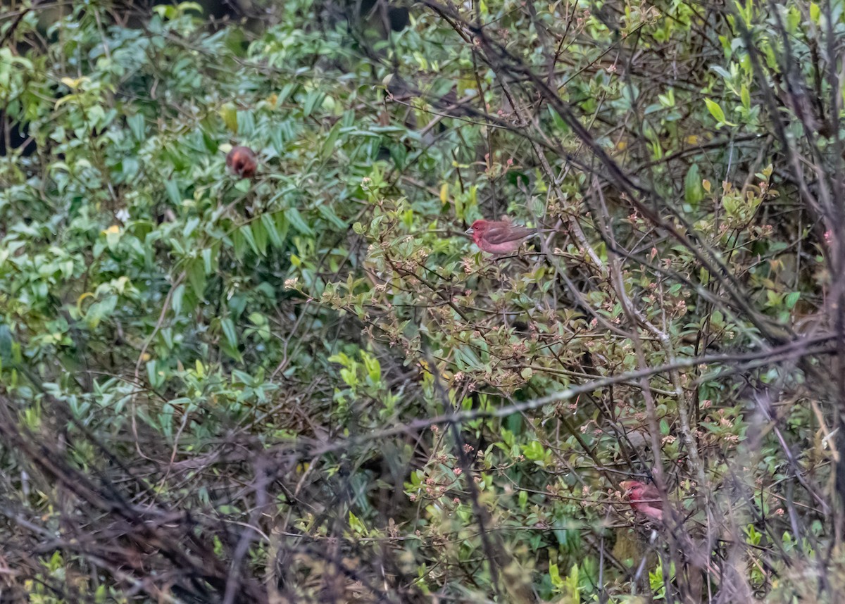 Common Rosefinch - Arun Raghuraman