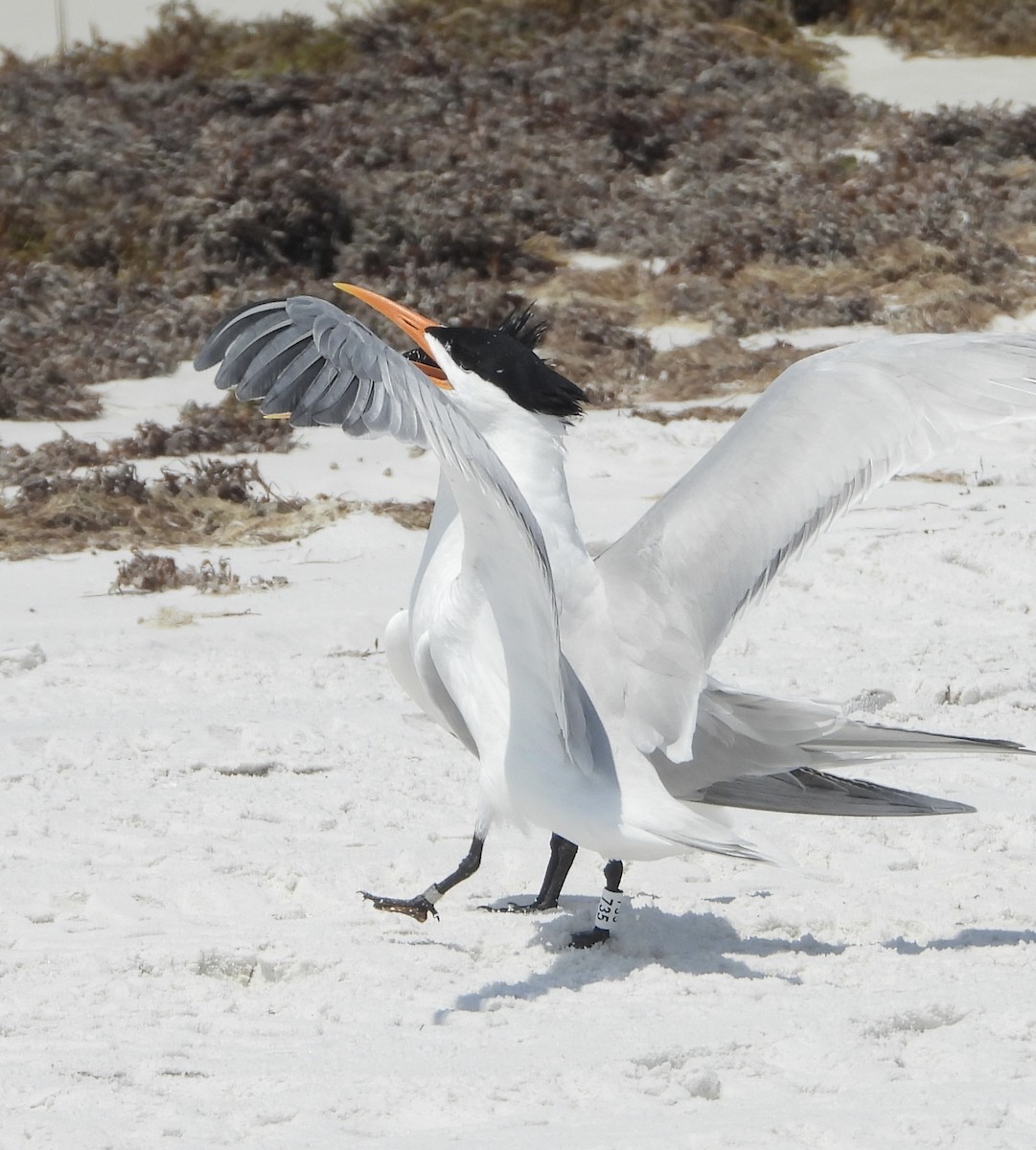 Royal Tern - Sherri Adkisson