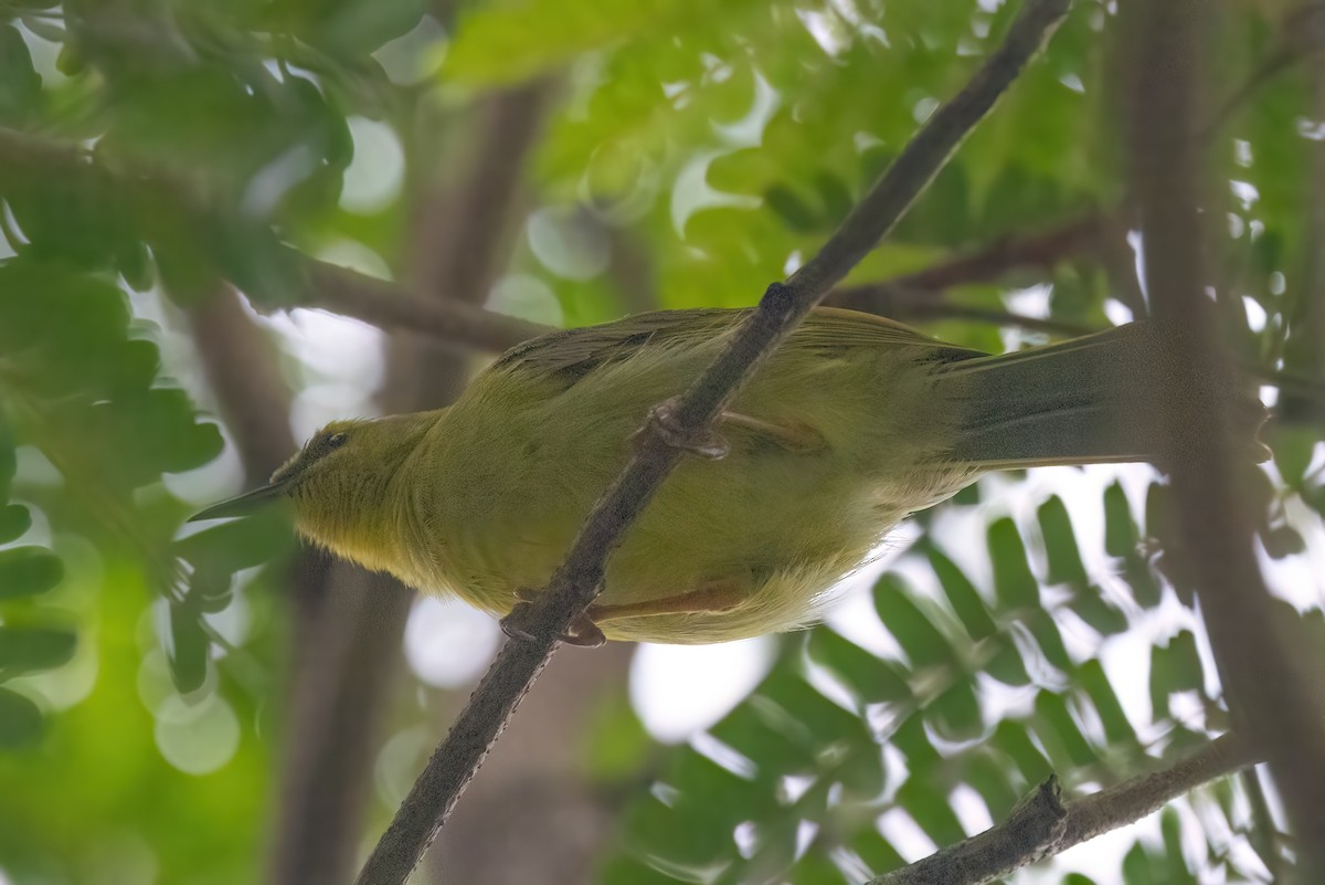 Yellow Honeyeater - Jaap Velden