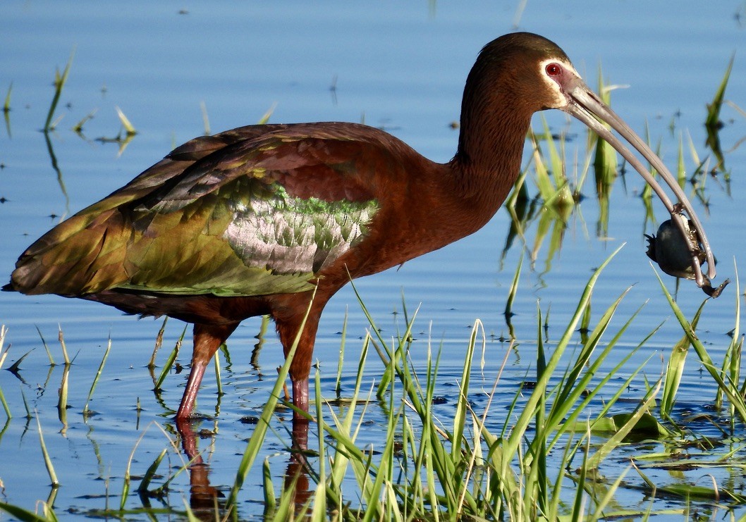 White-faced Ibis - Richard A Rusnak