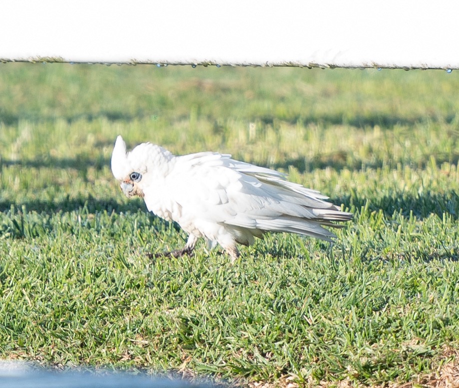 Little Corella - Tania Splawa-Neyman