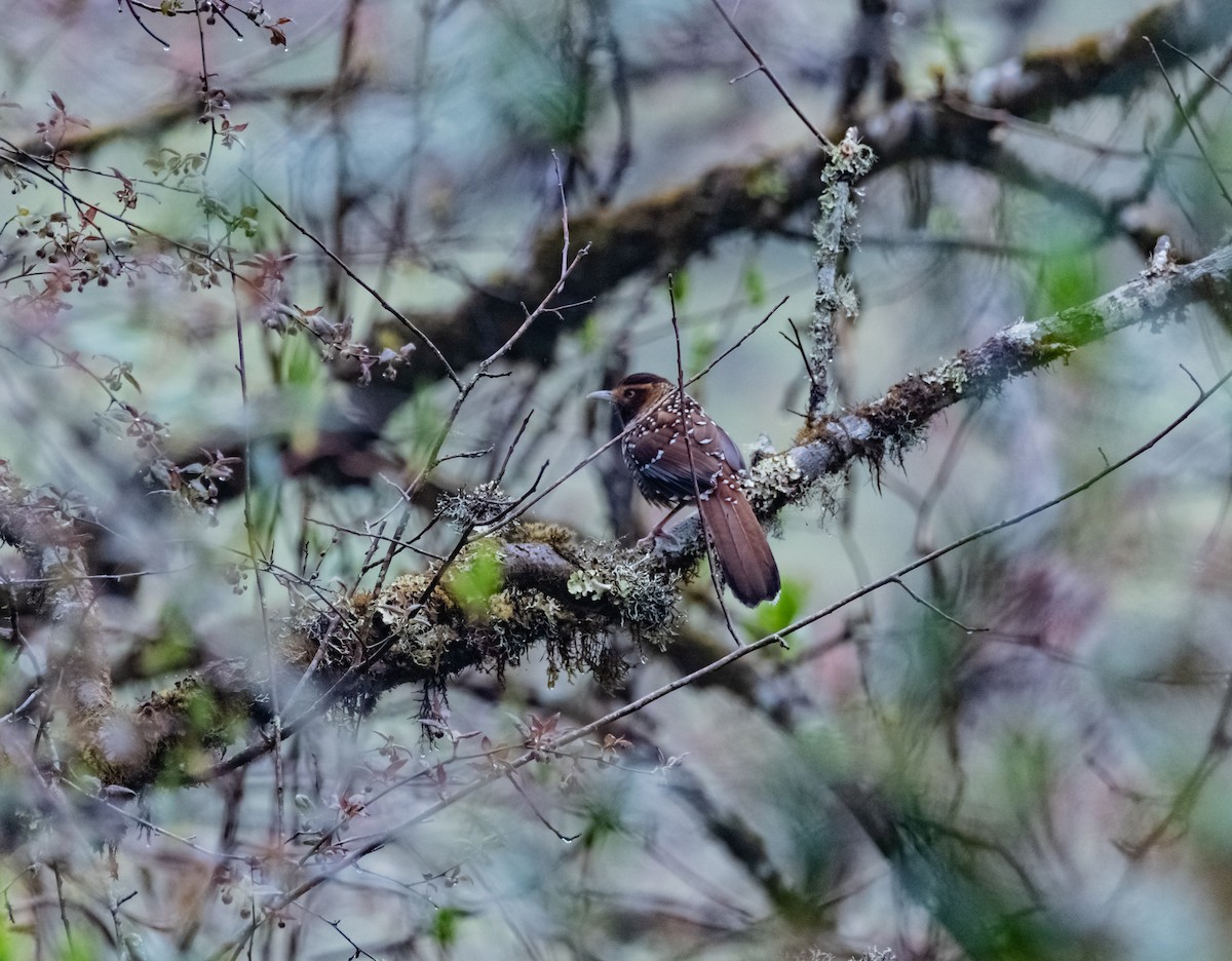 Spotted Laughingthrush - Arun Raghuraman