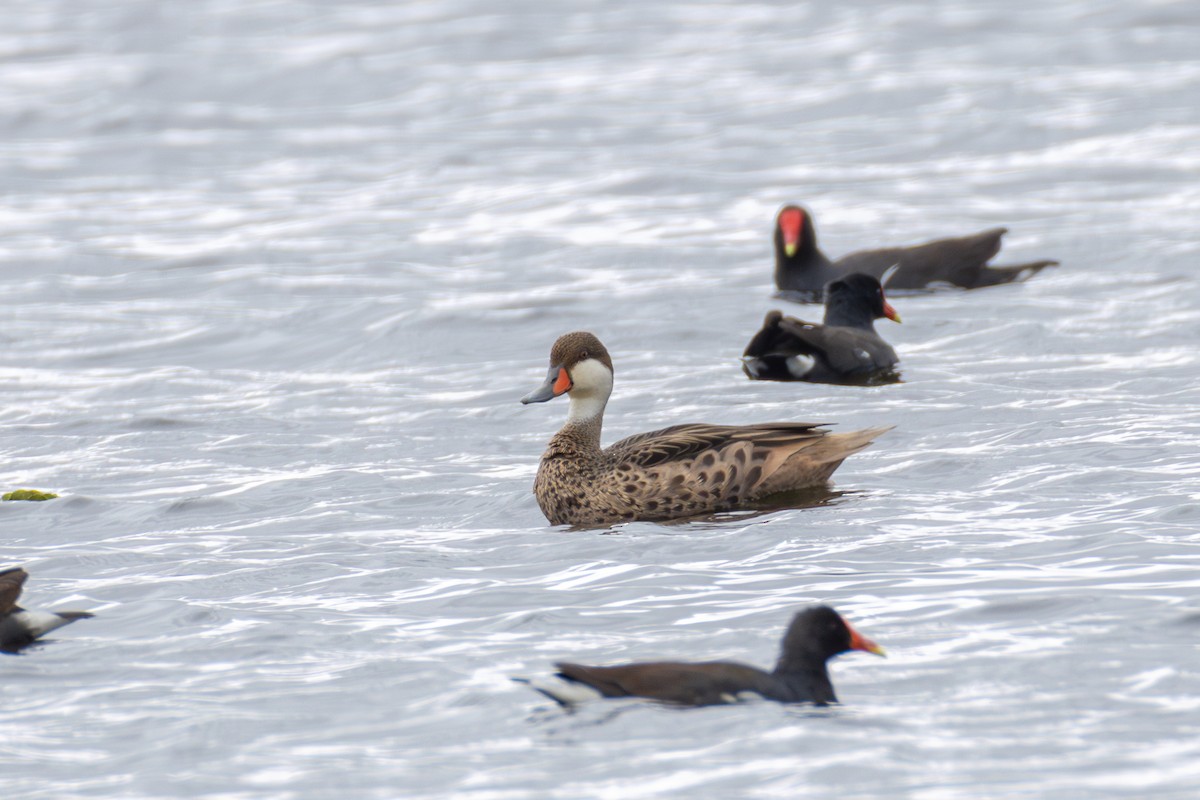 White-cheeked Pintail - Gustavo Dallaqua