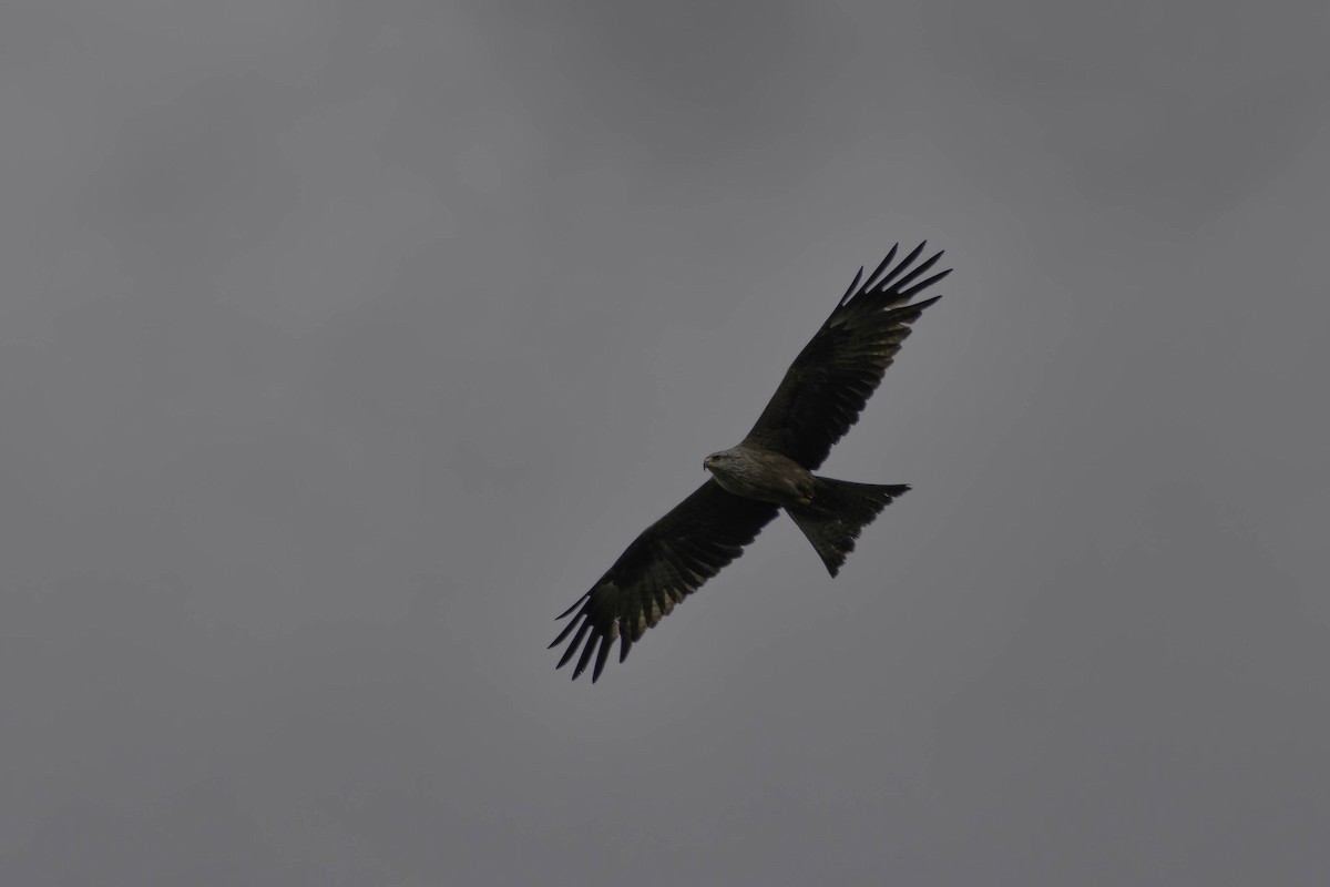 Black Kite - Holger Schneider