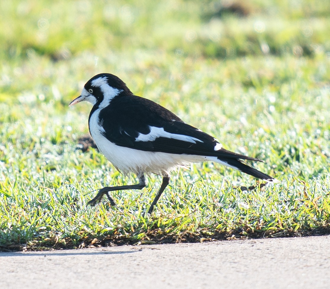 Magpie-lark - Tania Splawa-Neyman