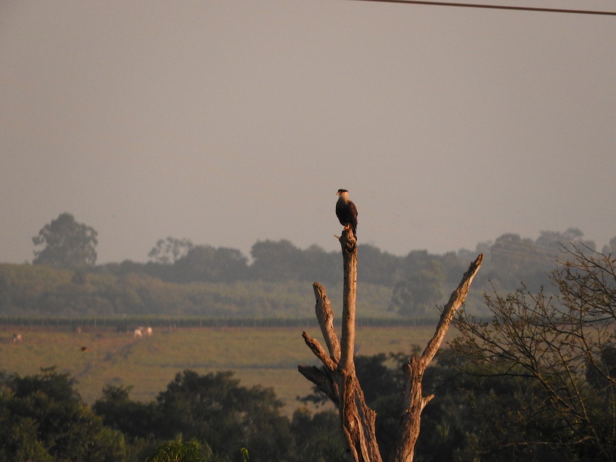 Crested Caracara - Roberto Rebeque Junior