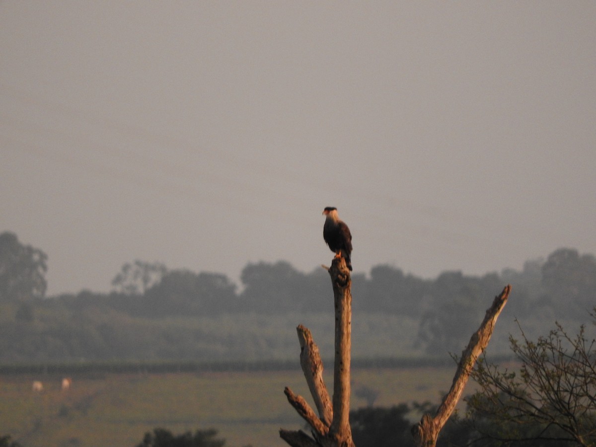 Crested Caracara - Roberto Rebeque Junior