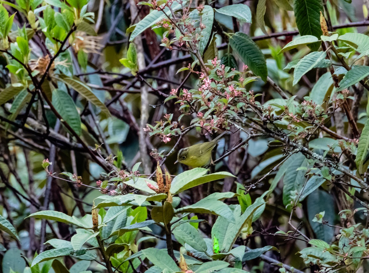 Whistler's Warbler - Arun Raghuraman