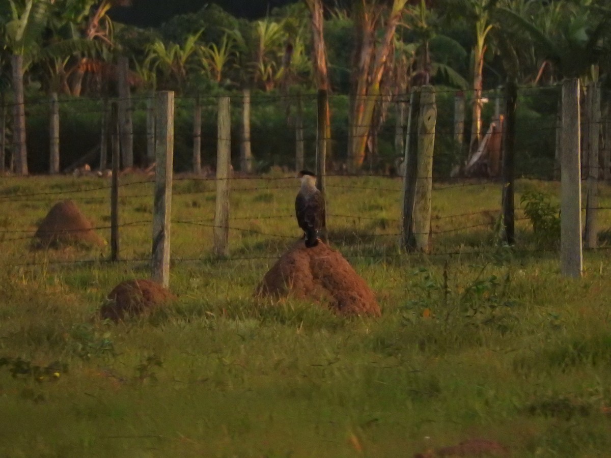 Crested Caracara - Roberto Rebeque Junior