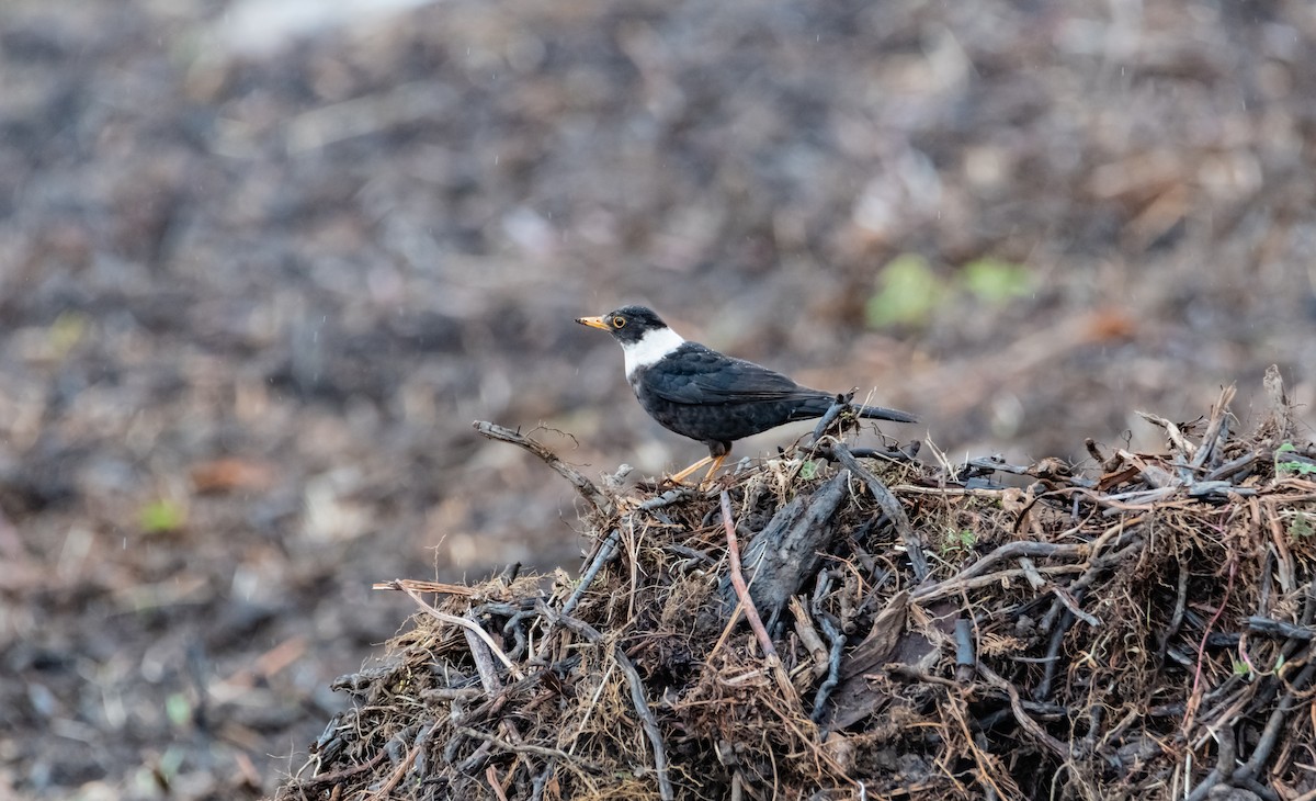 White-collared Blackbird - ML619615412