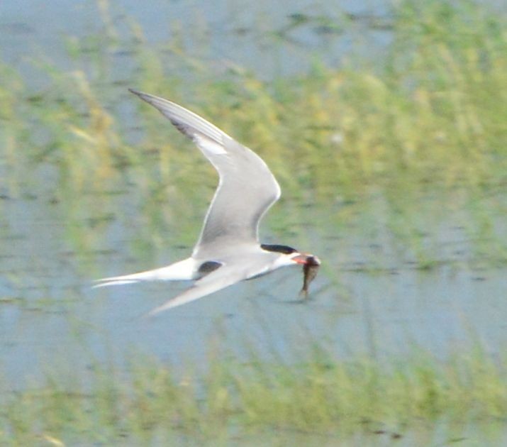 Common Tern - ML619615415