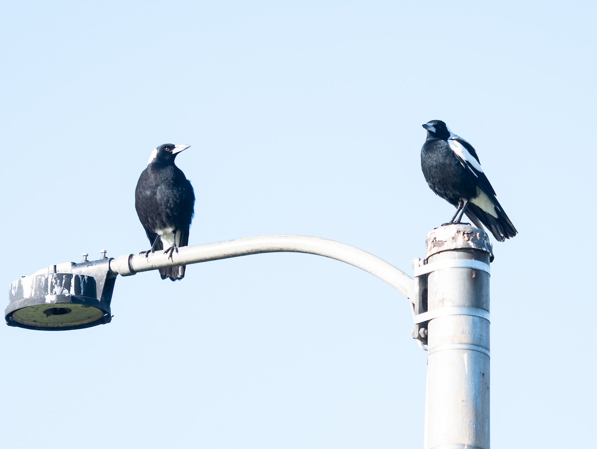 Australian Magpie - Tania Splawa-Neyman