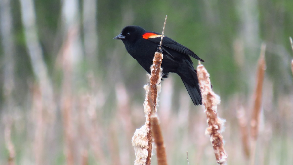 Red-winged Blackbird - Peter Fraser