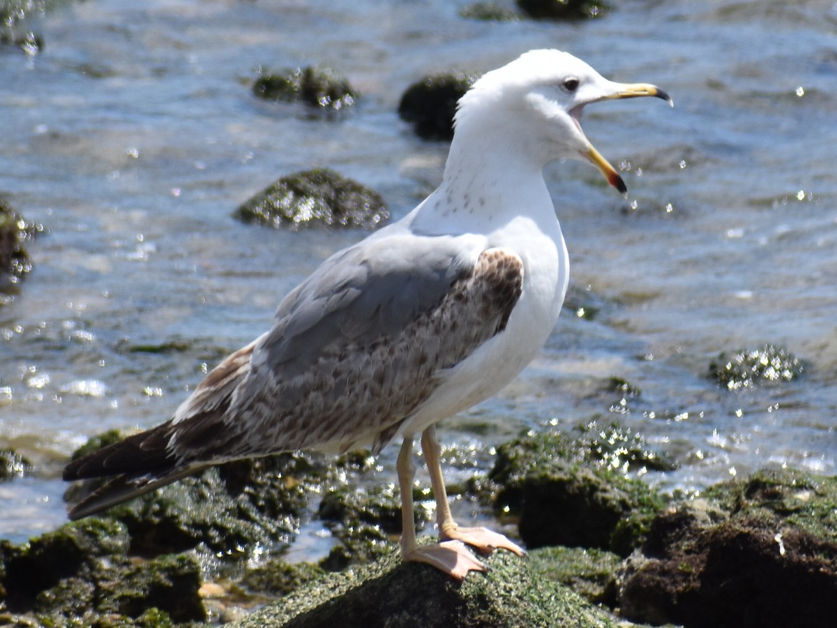 Yellow-legged Gull - Bill Hubbard