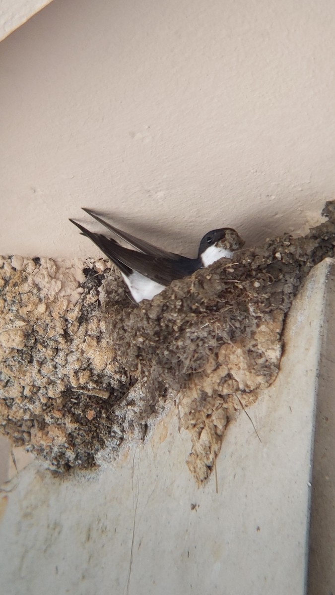 Western House-Martin - ML619615431