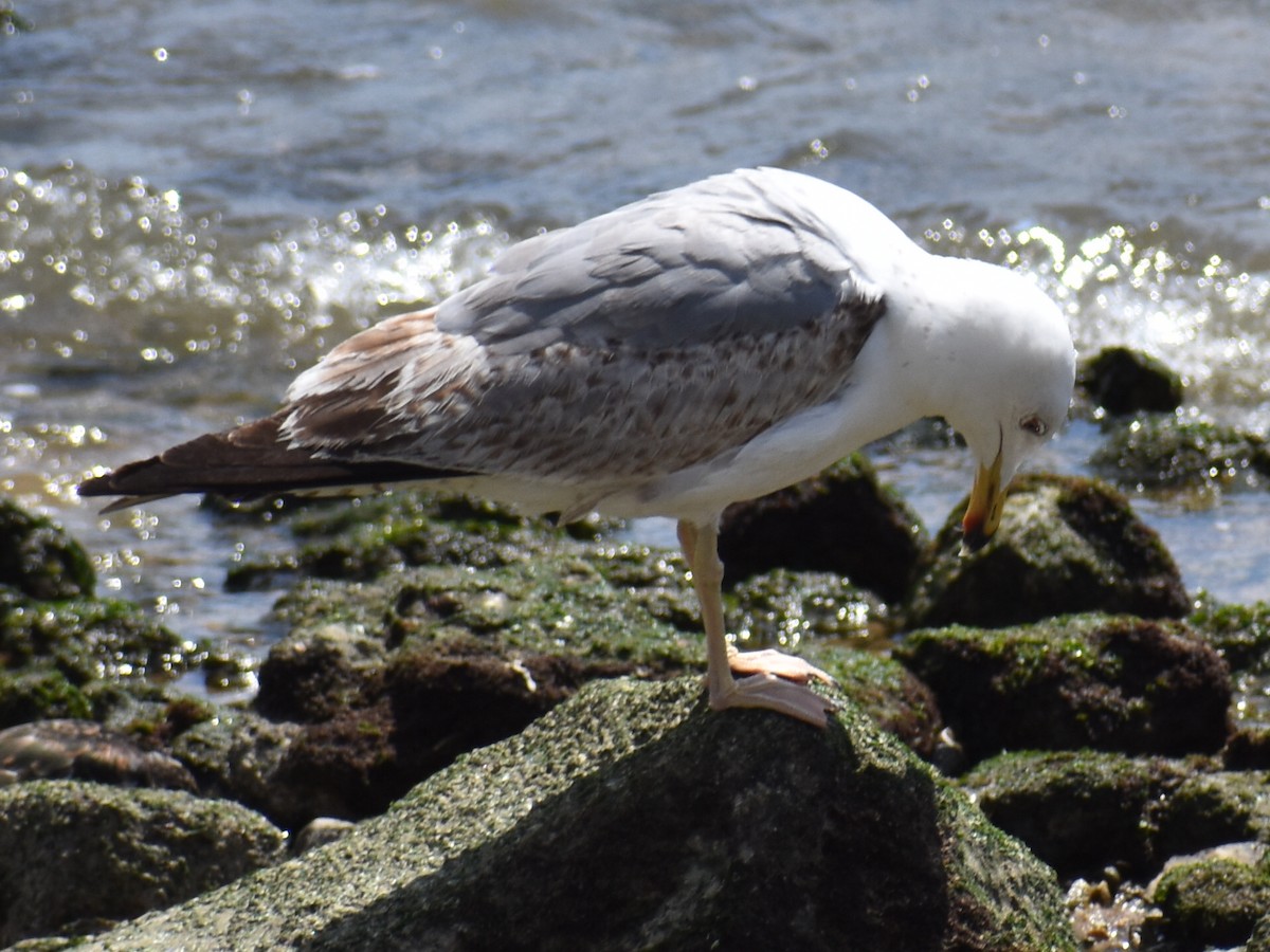 Yellow-legged Gull - Bill Hubbard