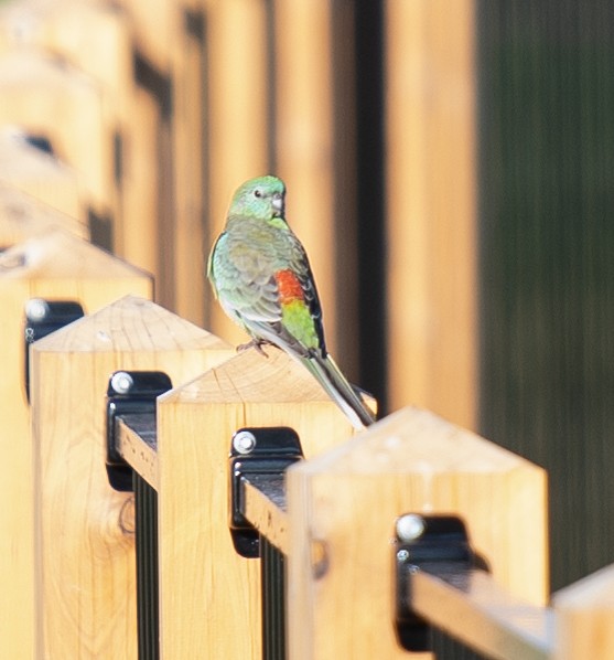 Red-rumped Parrot - Tania Splawa-Neyman