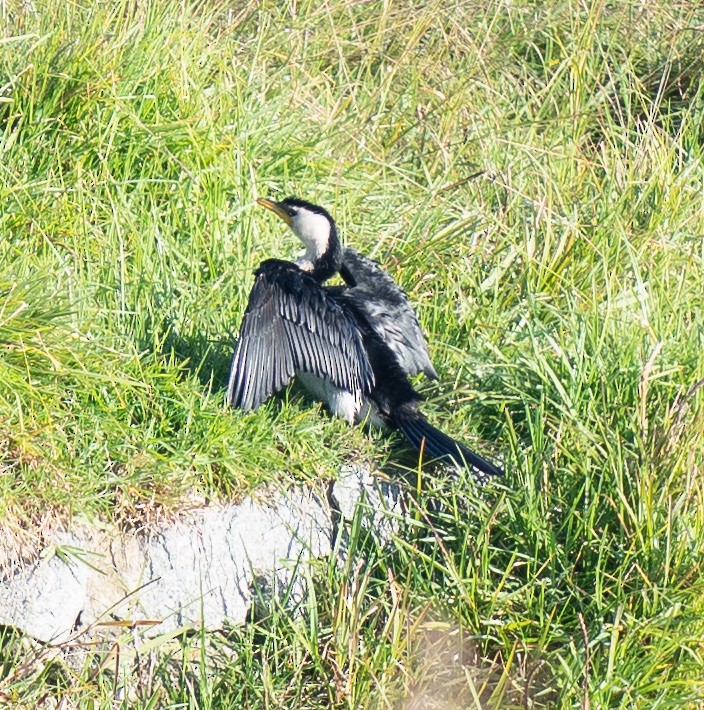 Little Pied Cormorant - Tania Splawa-Neyman