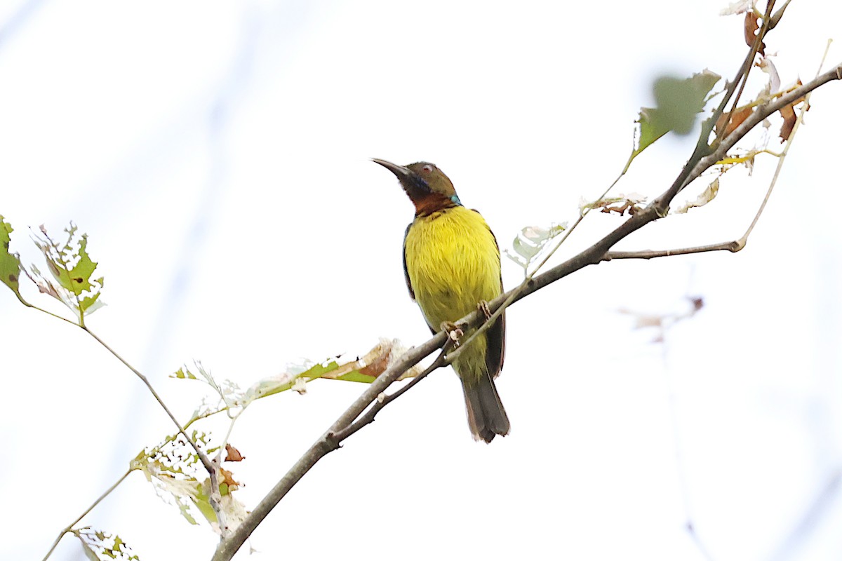 Brown-throated Sunbird - ML619615446