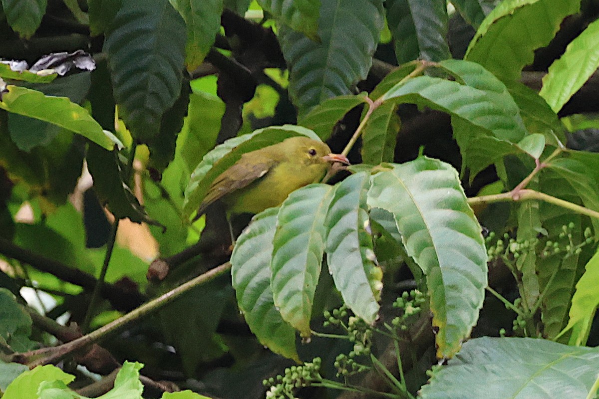 Brown-throated Sunbird - ML619615447